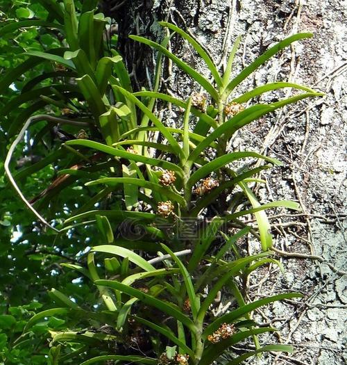 兰花是藤本植物吗？属于草本植物的特性是什么？