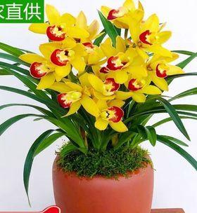 兰花适合放办公室吗？摆放办公室的位置有何讲究？