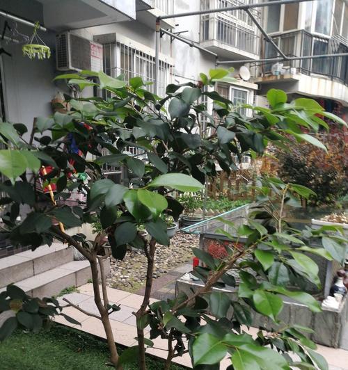 代表父亲的植物有哪些？它们各自象征着什么？