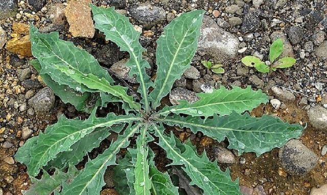 代表父亲的植物有哪些？它们各自象征着什么？