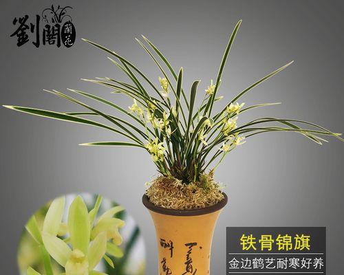 兰花叶子干枯怎么办？如何有效预防和处理？