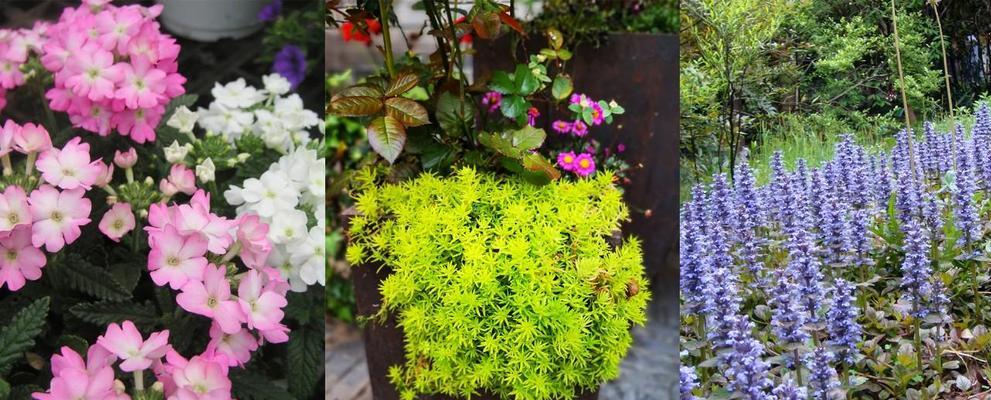 代表和平的植物有哪些？它们各自象征着什么？