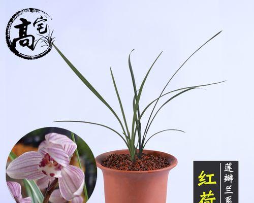 兰花用什么盆栽好？选择合适的盆栽对兰花生长有何影响？