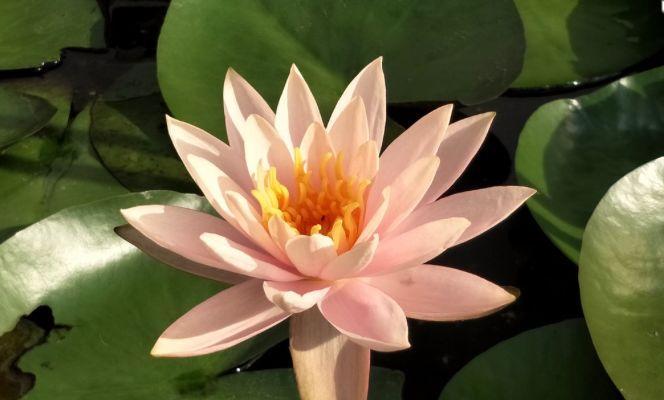 什么花象征平安健康？如何用花表达祝福？