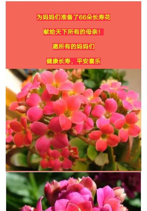 什么花象征平安健康？如何用花表达祝福？