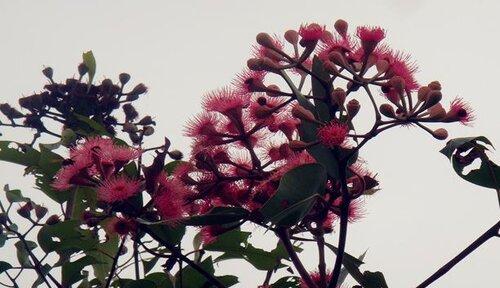 蓝桉的花语代表什么？开花时的外观特征是怎样的？