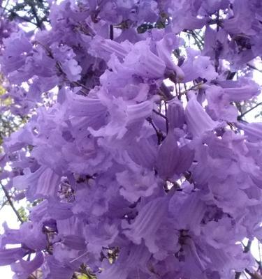 蓝桉的花语代表什么？开花时的外观特征是怎样的？