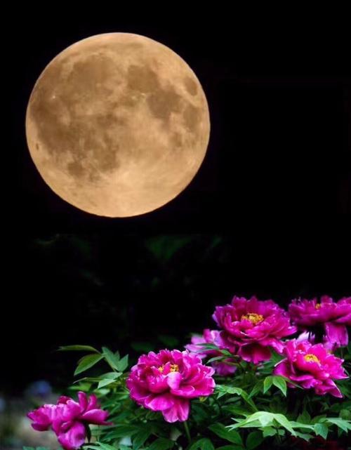中秋时节代表性的花卉有哪些？它们各自有什么寓意？