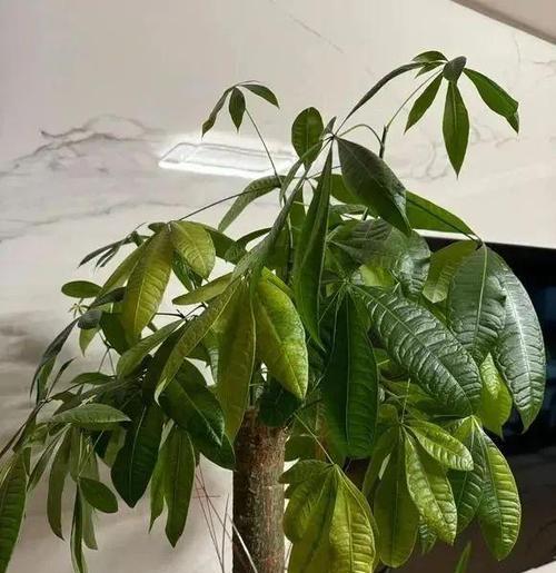 发财树开花好吗？其风水寓意是什么？