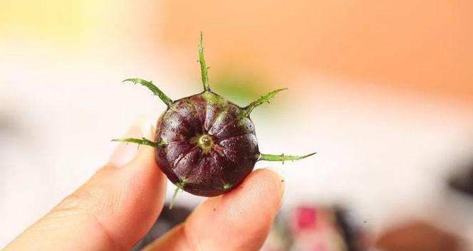 蓝莓带皮吃安全吗？整个蓝莓带皮食用的正确方法是什么？