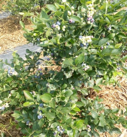 蓝莓适合什么土壤种植？如何选择最佳种植地？