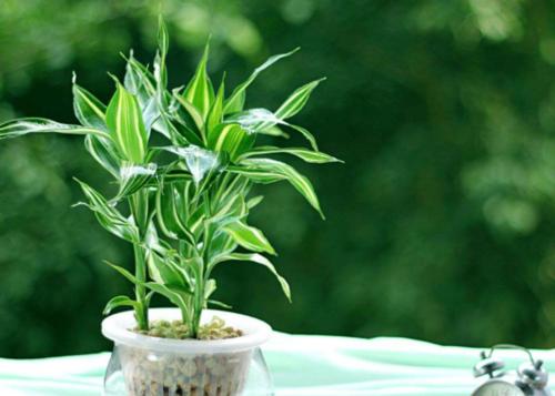 富贵椰子的风水意义是什么？摆放有哪些禁忌？