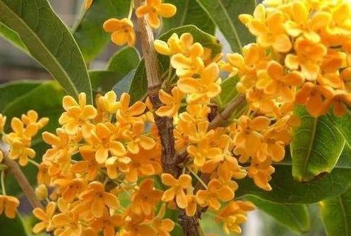 桂花象征意义是什么？桂花的寓意代表了什么？