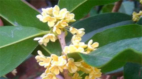 桂花象征意义是什么？桂花的寓意代表了什么？