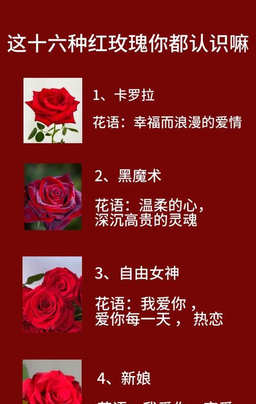 五朵红玫瑰花的花语是什么？
