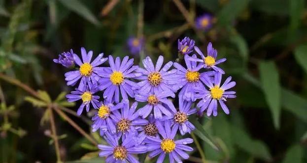 哪种花的花语与咸甜相关？