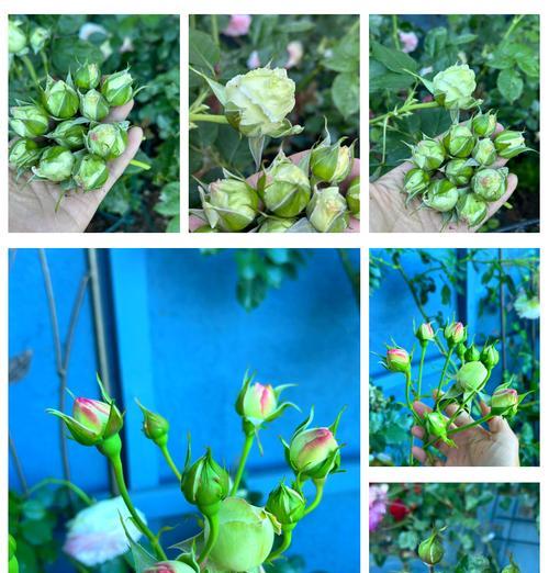 山地玫瑰花怎么种植？种植过程中需要注意什么？
