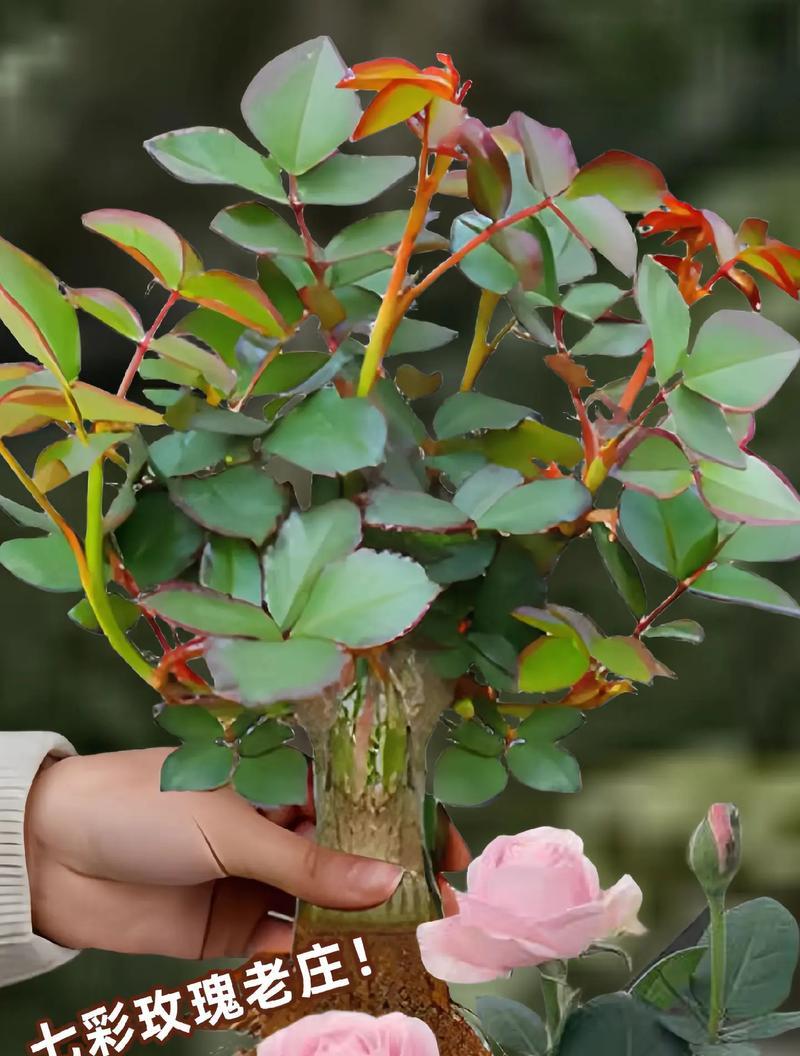 山地玫瑰花怎么种植？种植过程中需要注意什么？