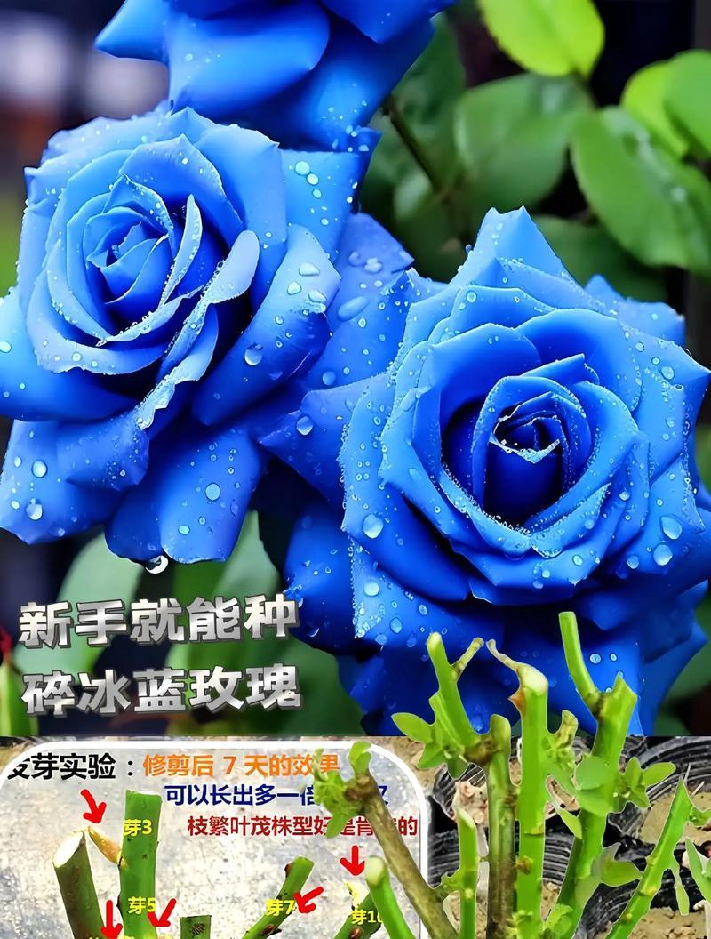 冰山兰玫瑰的花语是什么？它代表了什么？