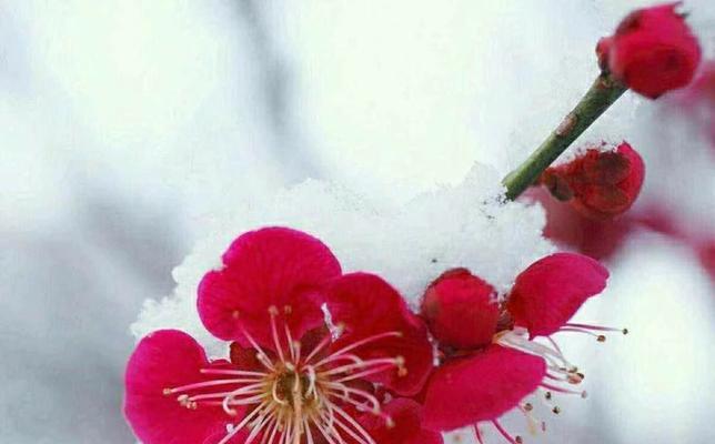 梅花的花语寓意是什么？它在中国文化中代表了什么？