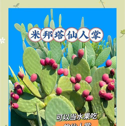 巨型仙人掌的正确养护方法是什么？