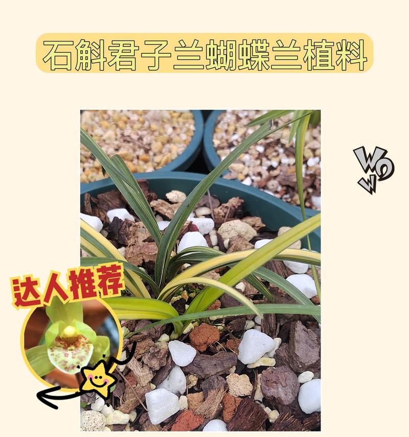君子兰虫害如何有效处理？