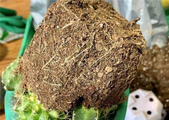 仙人球需要哪种肥料才能促进开花？
