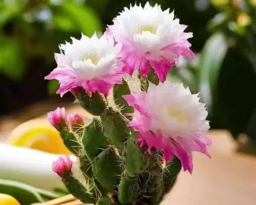 公主花是仙人掌的花吗？公主花的正确养护方法是什么？