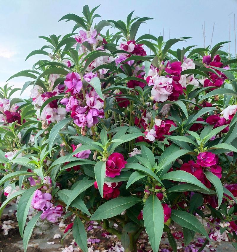 公主花是仙人掌的花吗？公主花的正确养护方法是什么？