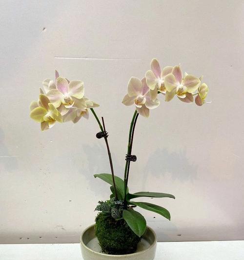 蝴蝶兰造型的花语有何特别之处？这种花语代表了什么？