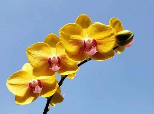 蝴蝶兰造型的花语有何特别之处？这种花语代表了什么？