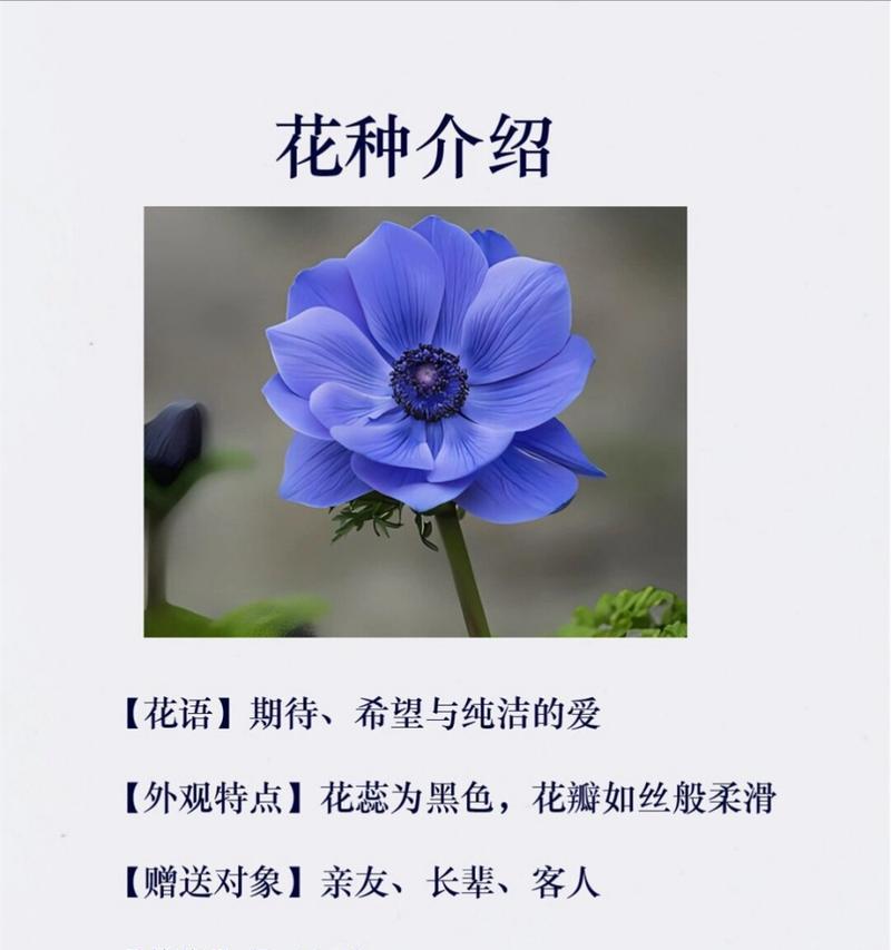 焰花花语象征与寓意是什么？焰花的花语有哪些深层含义？
