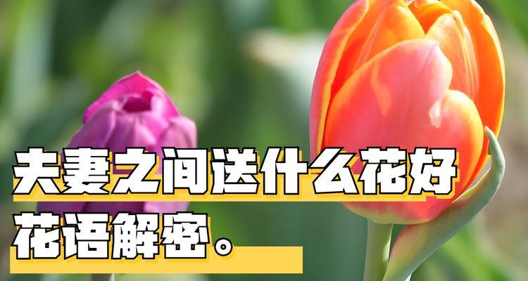 哪种花的花语代表着深情？它的寓意是什么？