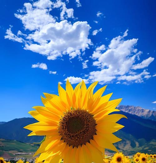 向日葵的花语是什么？向日葵代表什么？