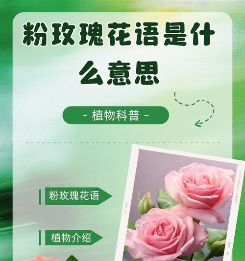 心上玫瑰寓意和花语是什么？它传递了哪些情感？