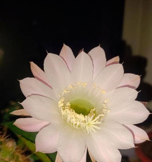 仙人球在什么状态下更容易开花？如何创造这样的条件？