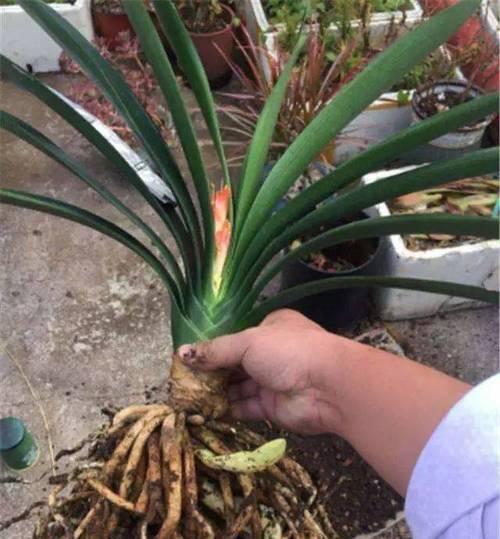 掐掉君子兰花苞的原因是什么？这样做有什么好处？
