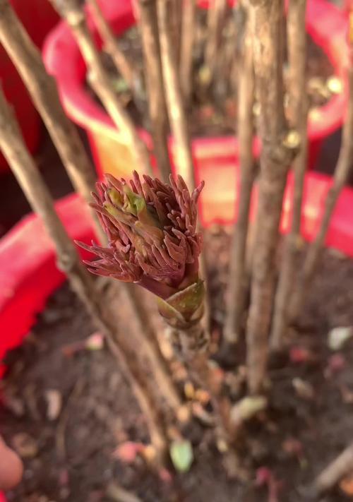 牡丹花作为年宵花的养护技巧是什么？