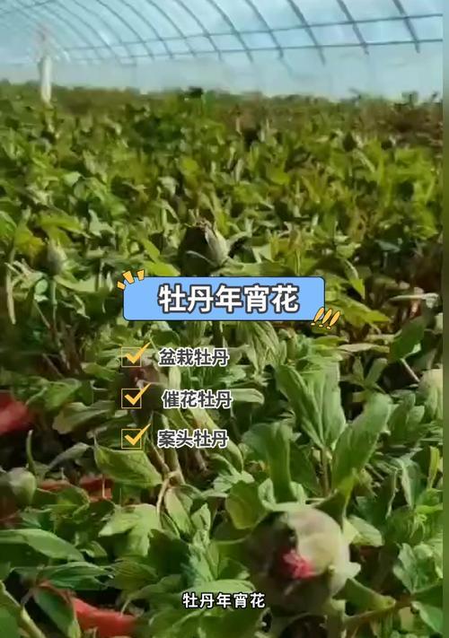 牡丹花作为年宵花的养护技巧是什么？