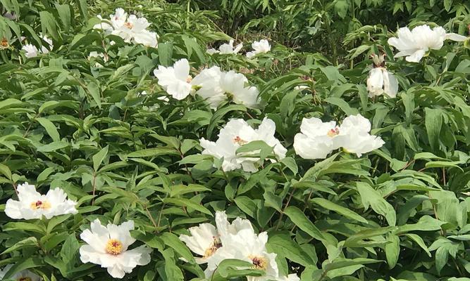牡丹花的养殖技巧有哪些？如何使其开花？