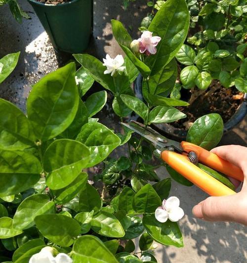 君子兰如何养护才能展现其王者风范？有哪些特别的养护技巧？