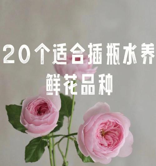 君子兰如何养护才能展现其王者风范？有哪些特别的养护技巧？