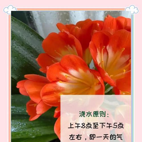 君子兰水龙头养护要点是什么？管理过程中应注意什么？