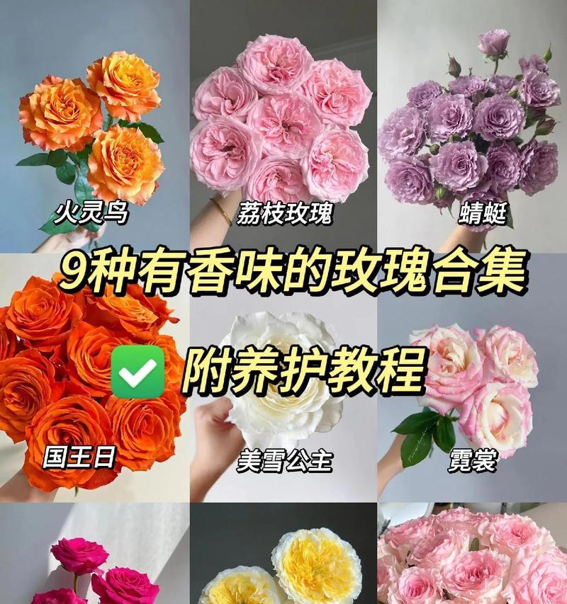 玫瑰花的正确浇水方法是什么？多久浇一次水合适？