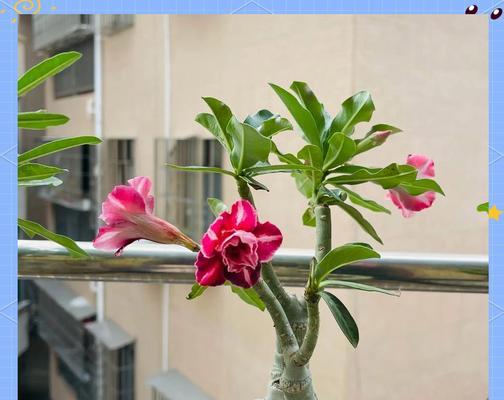 玫瑰花的正确浇水方法是什么？多久浇一次水合适？