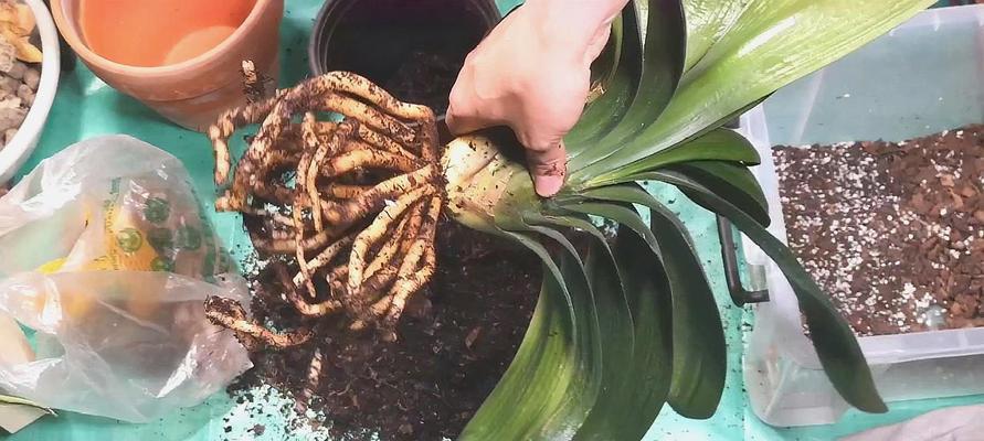 君子兰春化后开花时间需要多久？