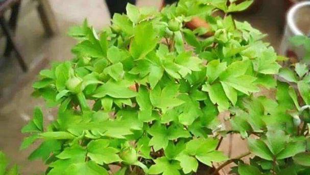 牡丹花难养活的原因及促进开花的方法？