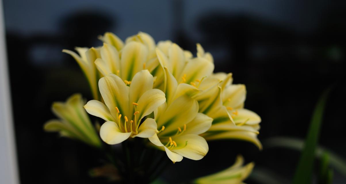 君子兰邮寄过程中如何保持开花状态？快速开花的秘诀是什么？