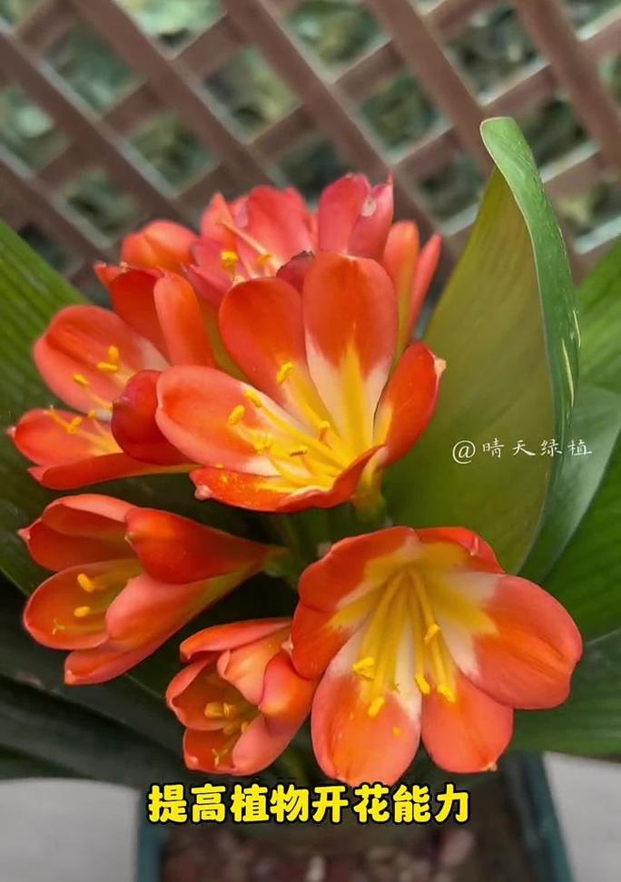 君子兰邮寄过程中如何保持开花状态？快速开花的秘诀是什么？