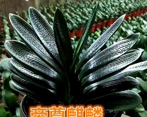 长叶子的精品君子兰有什么特别的名称？